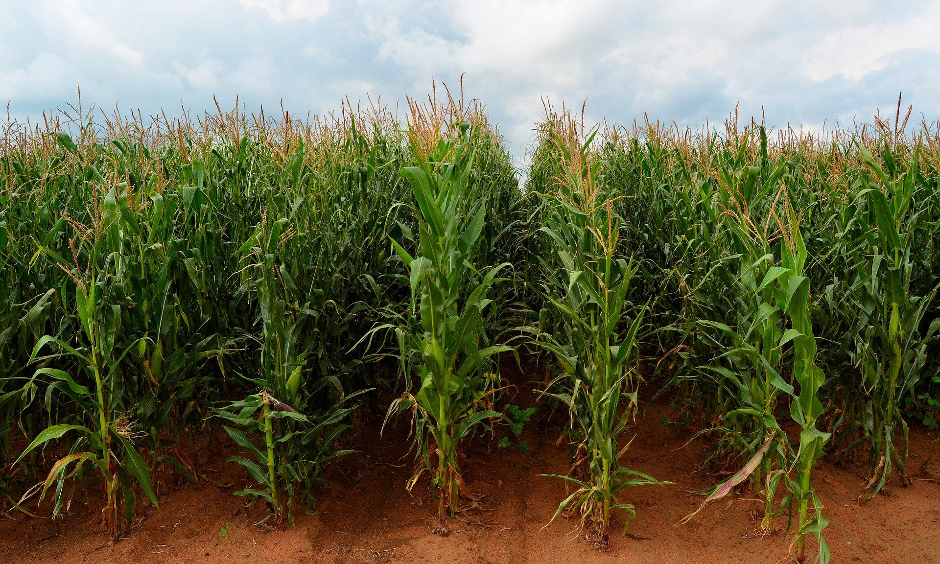 growing-the-next-generation-of-new-york-farmers-the-capitol-pressroom