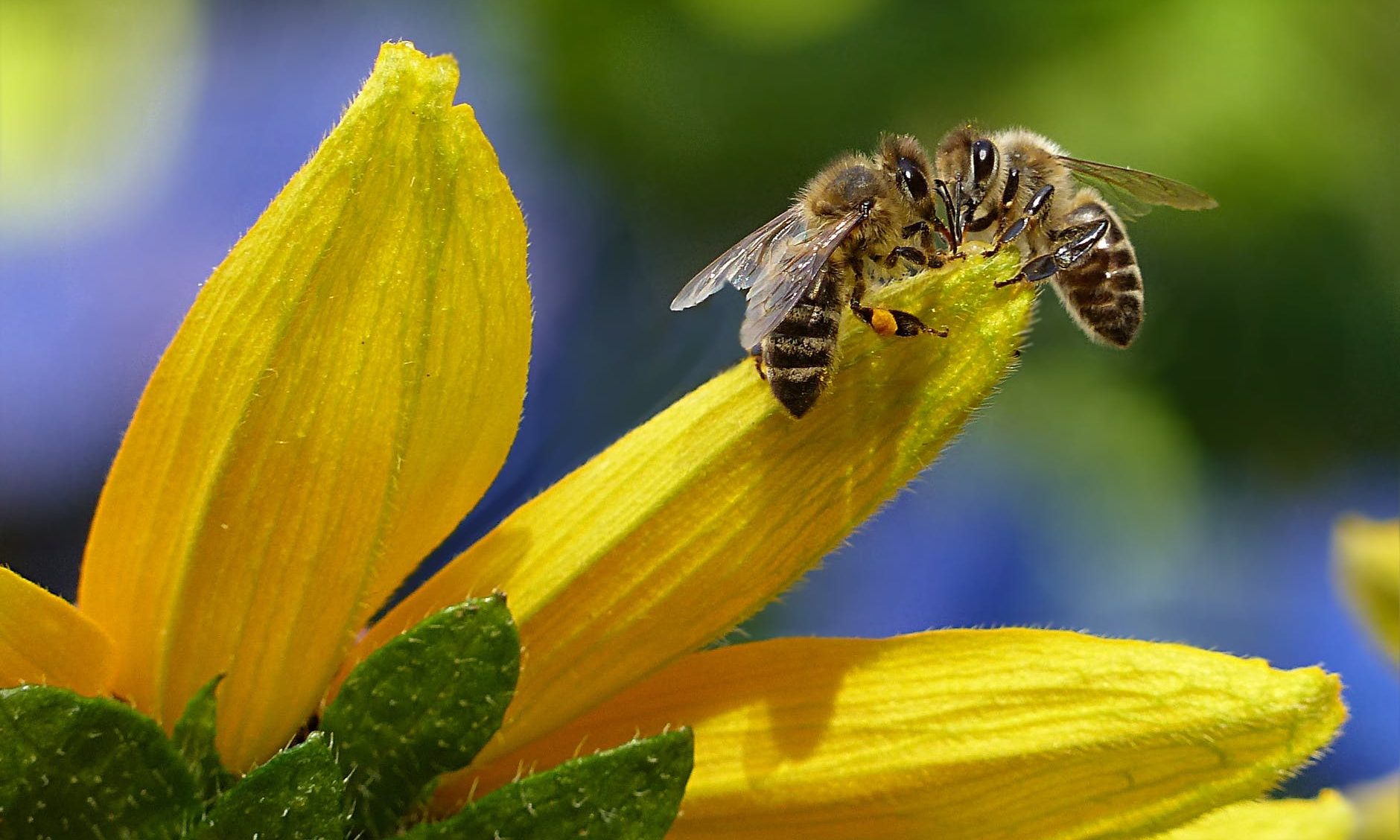 bees, flower, nature, pollinators, pesticides