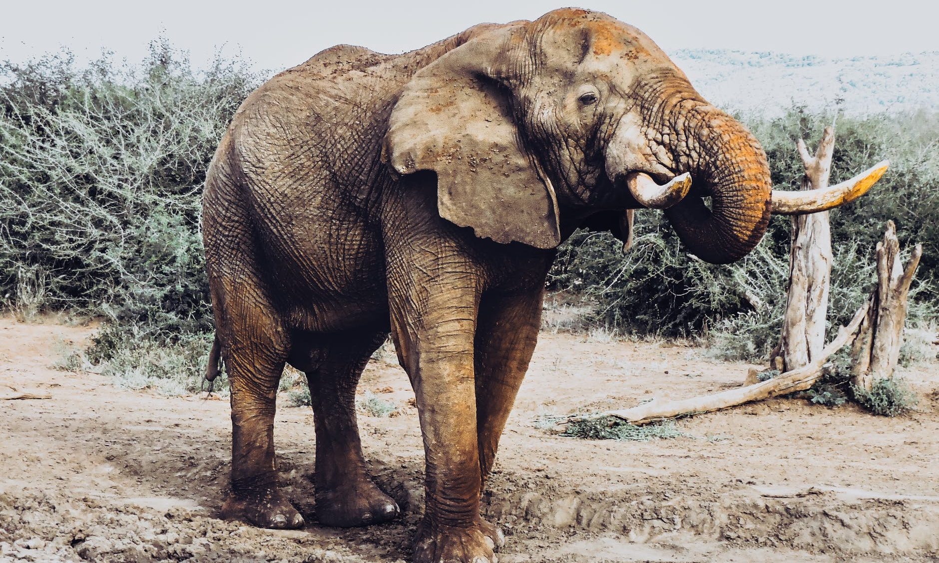Elephant, GOP, Republican,