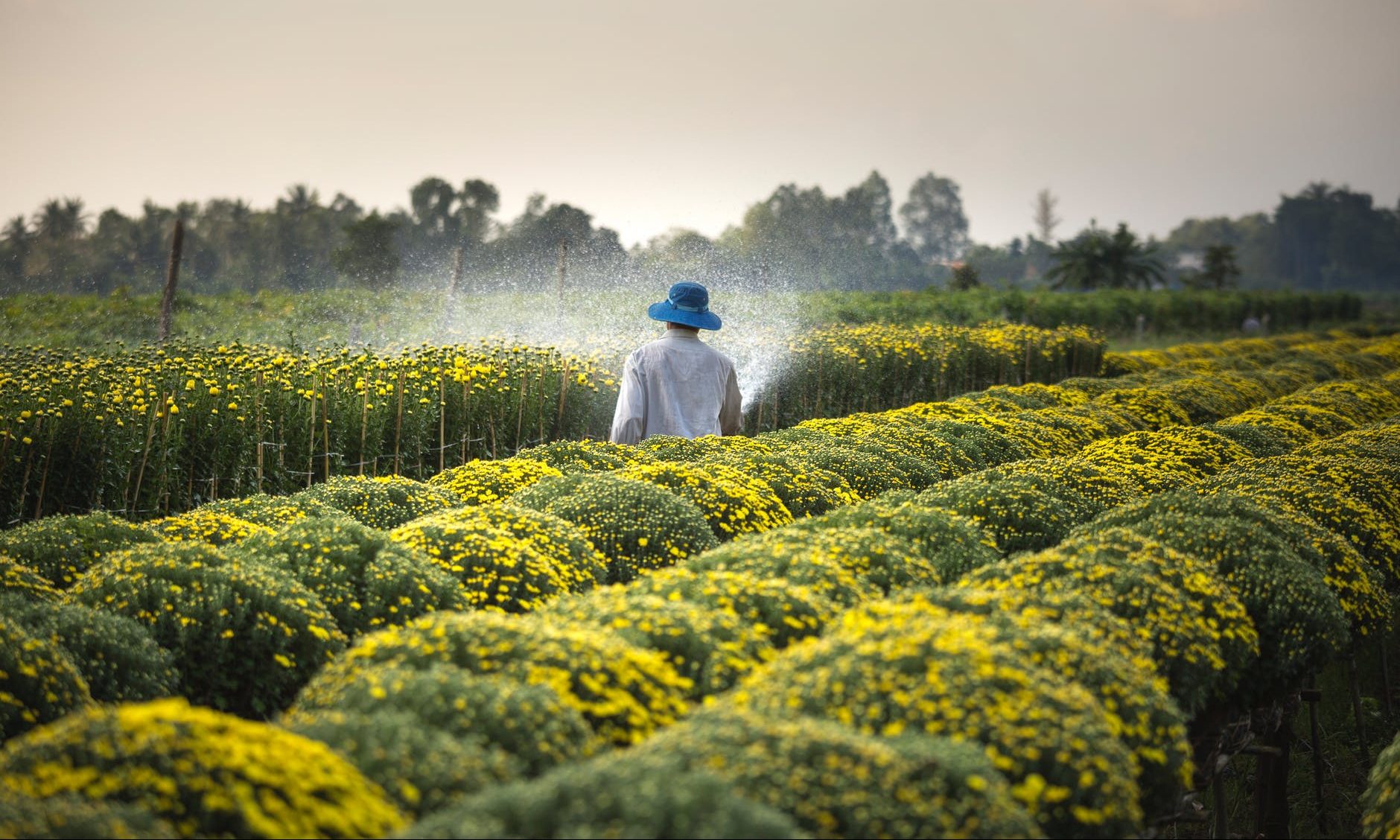 Farmer, crops, field, worker,