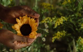 Sunflower, nature, plants, environment