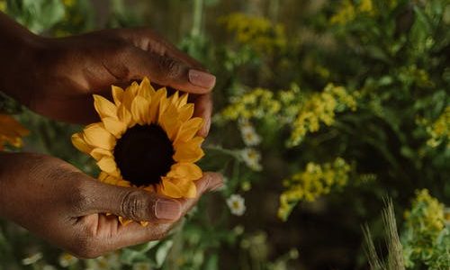 Sunflower, nature, plants, environment