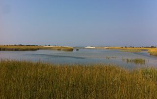 Wetland, nature, water,