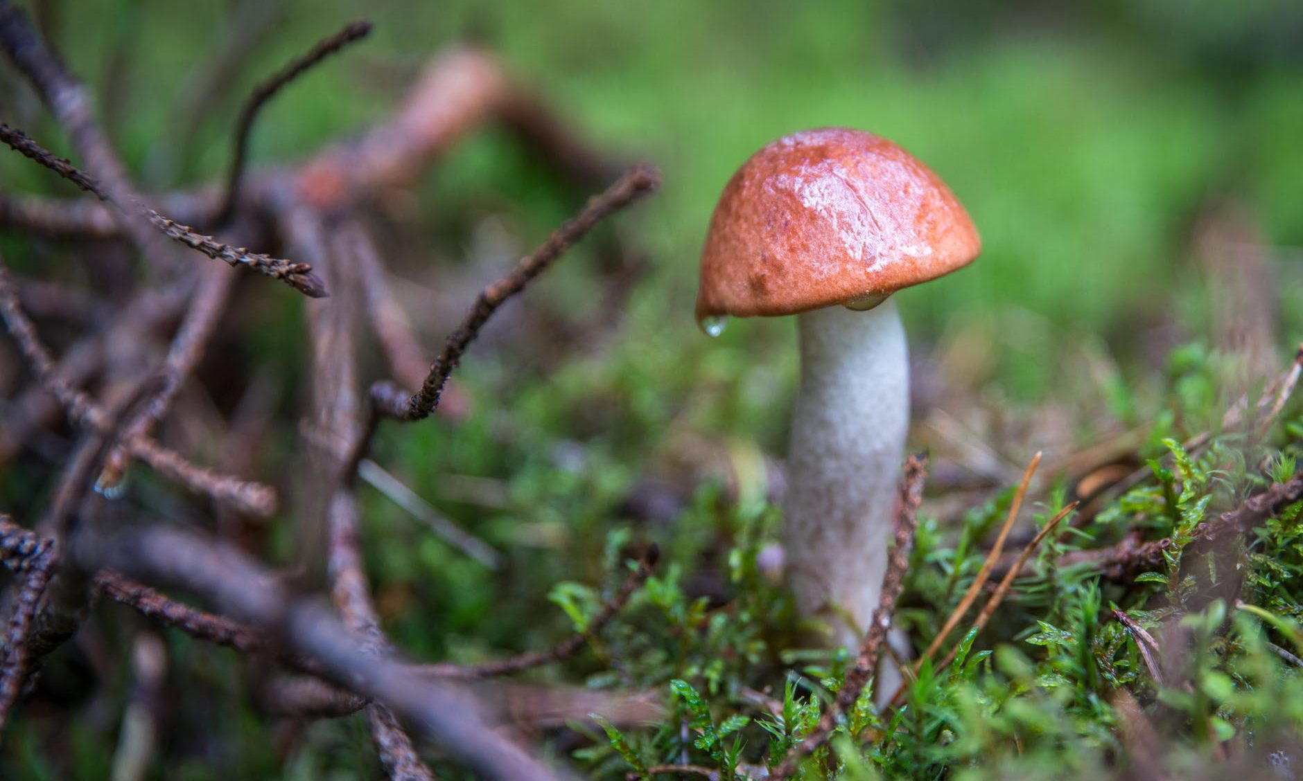 Mushroom, Fungus, Nature