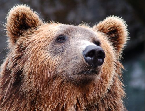 What could a bear market mean for the next state budget?