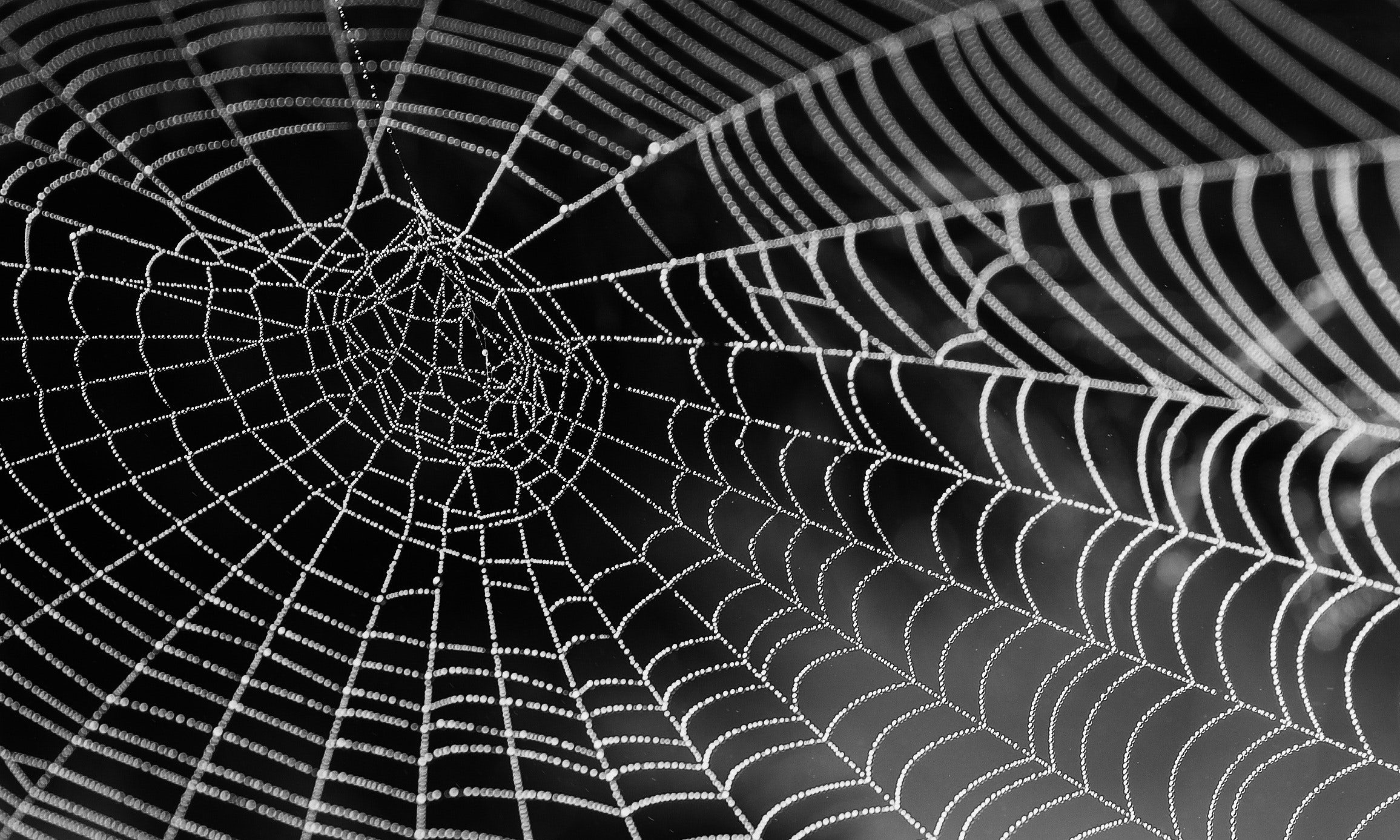 Web, internet, spider, trap