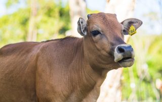 Dairy, Agriculture, milk