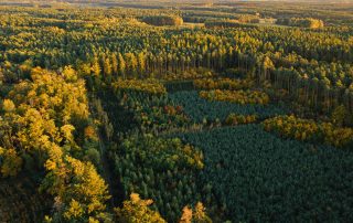 Nature, green