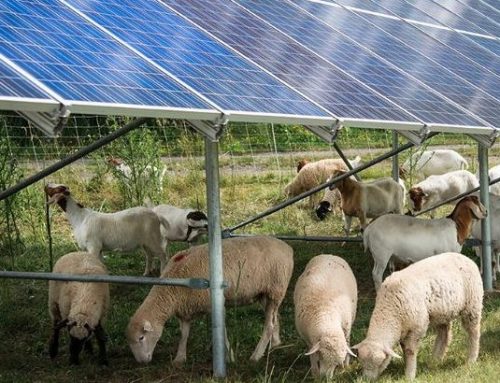 A future with farming and solar power generation