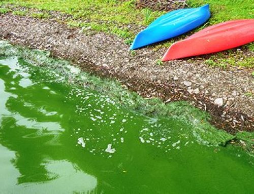 State looks to improve response to harmful algal blooms