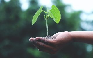 plants, nature, environment