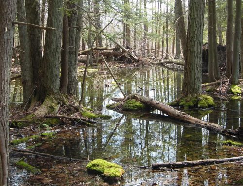 Expanded wetland regulations take effect in New York