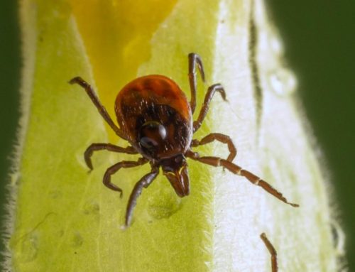 Preventing and addressing tick-borne diseases