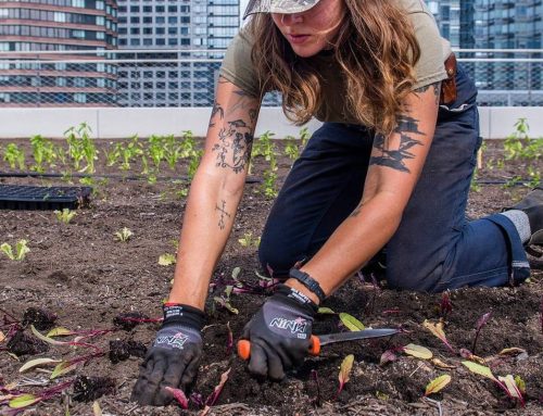 New York looks to grow its community gardens