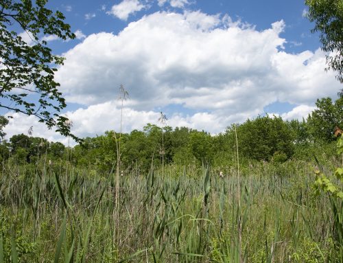 What’s next for New York’s wetland protections?