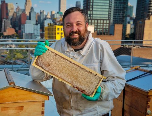 Special committee advises New York on beekeeping