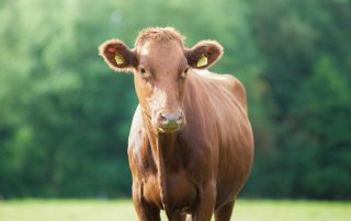 Jersey cow, milk, farming, agriculture