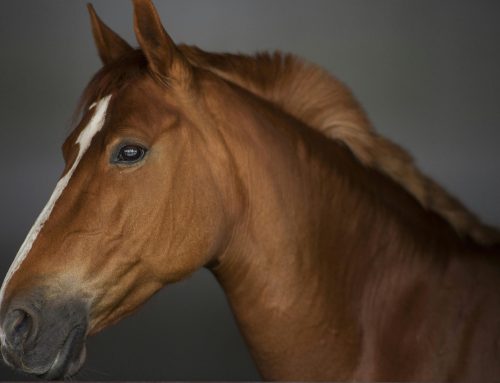 Strengthening New York’s equine slaughter restrictions