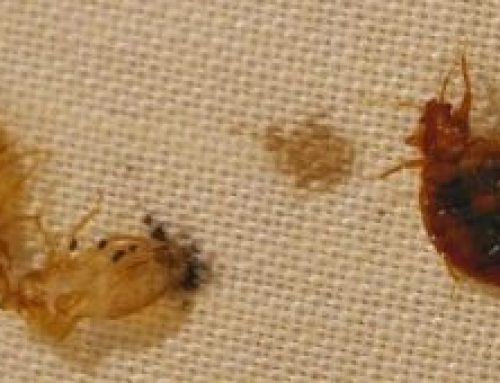 Arming renters with info about bed bug infestations