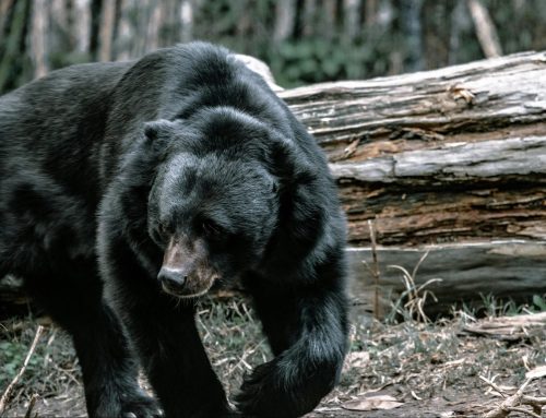 Human activity leading to bear euthanizations