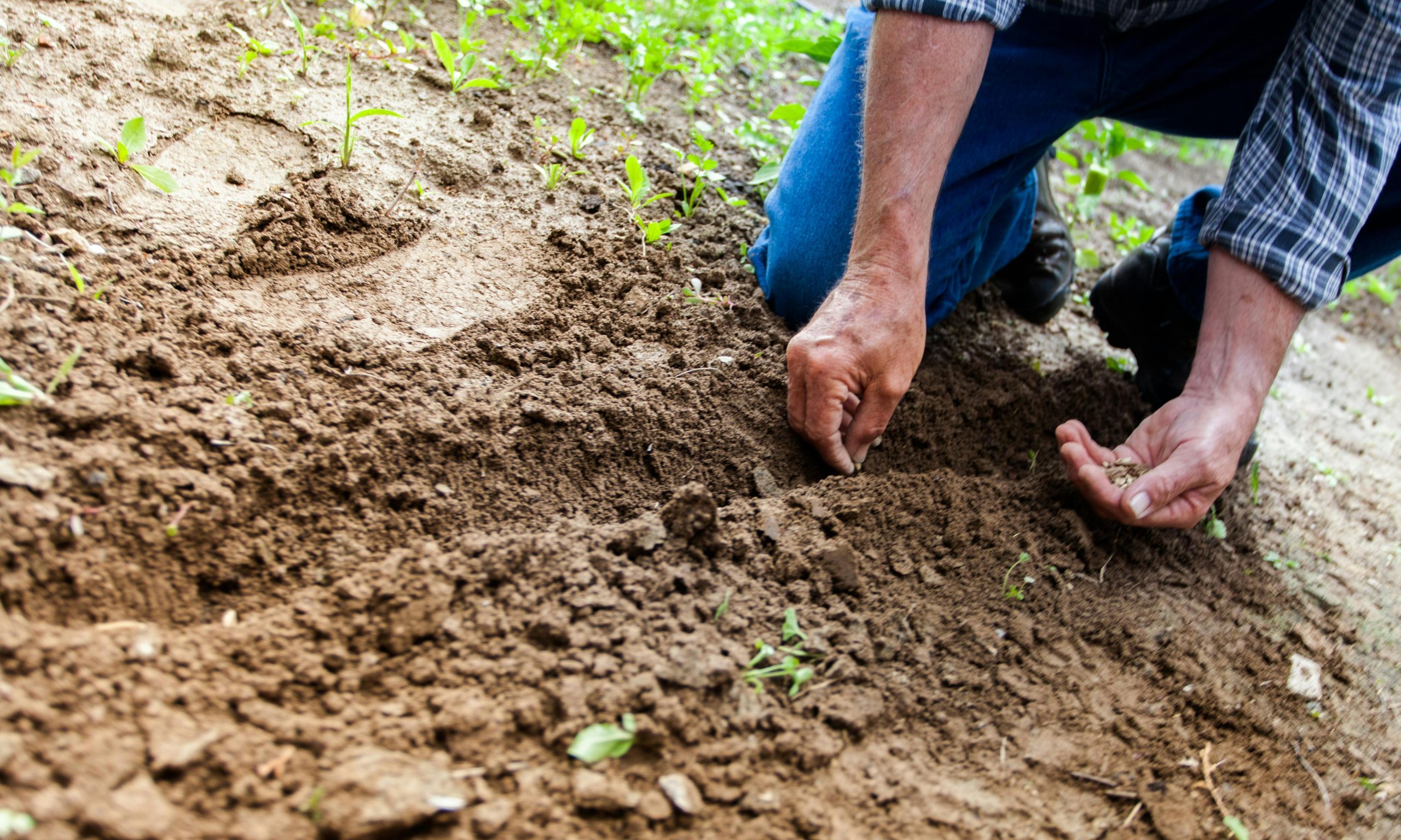 agriculture,