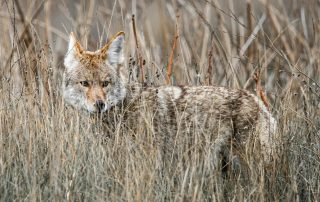 animal., wildlife