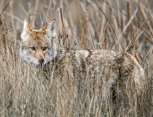 Tips for avoiding coyotes in New York