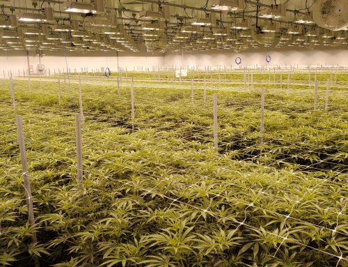 A life raft for the medical marijuana industry