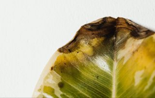 green, environment, conservation, garden