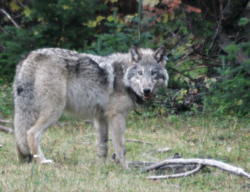 State identifying endangered species for protection