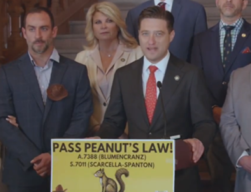 ‘Peanut’s Law’ would reform animal seizure practices