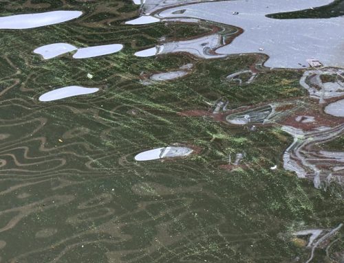 Record algal bloom pops up in Hudson Valley