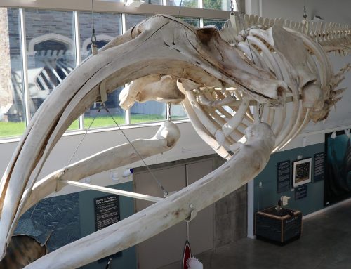 Upstate natural history museum at risk of closing