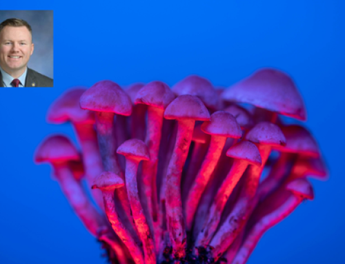 New York lawmakers consider medicinal use of psilocybin
