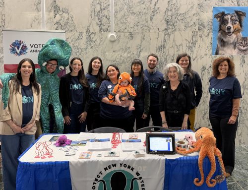 Push to preemptively ban octopus farming