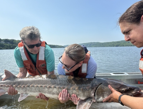 Preserving the sturgeon in the Hudson River