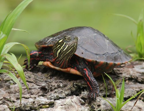 State wants drivers to ‘Give Turtles a Brake’