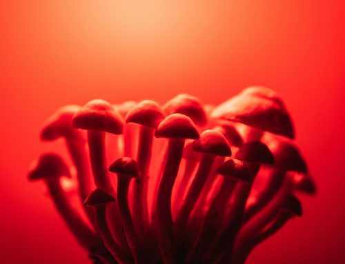 Division over legislative action on psilocybin