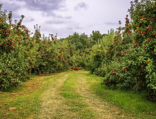 Fruit farmers request federal agriculture disaster declaration